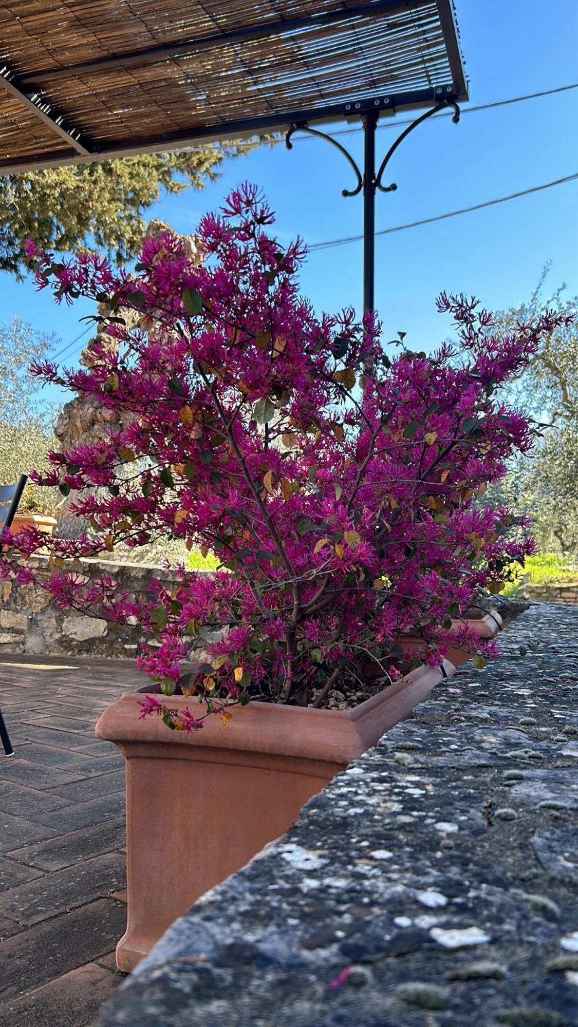 Villa Borgo A Monti Di Sotto Gaiole in Chianti Exterior foto